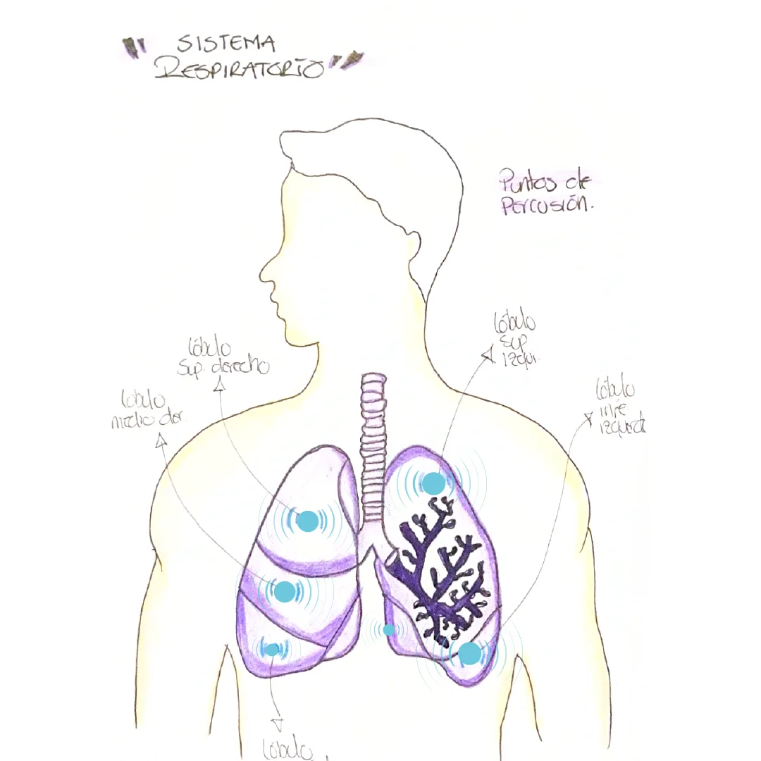 Vestik — anatomía