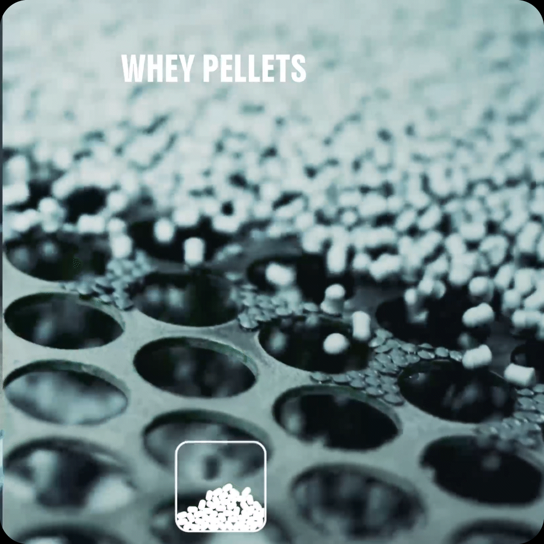 Vestik — anatomía