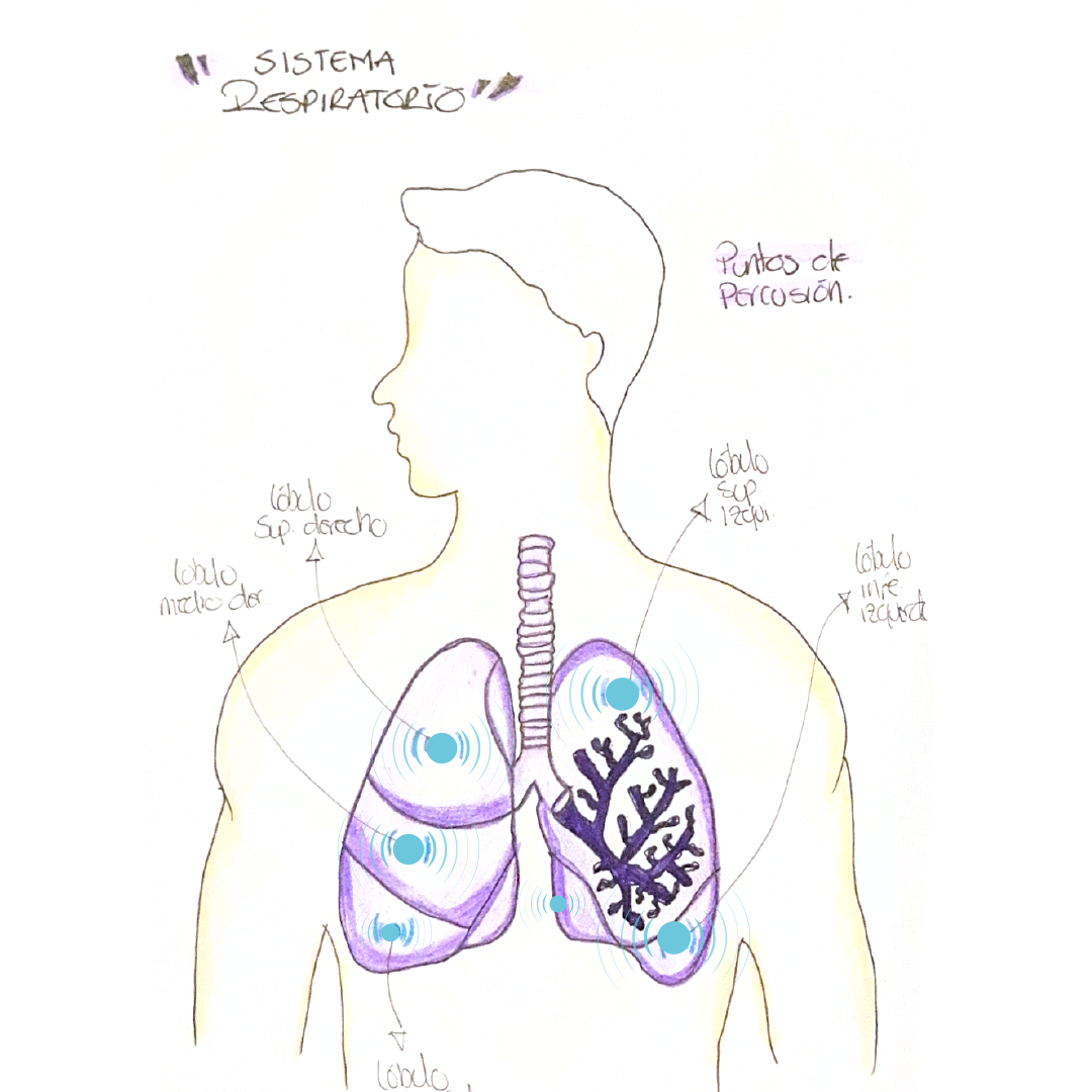Vestik — anatomía